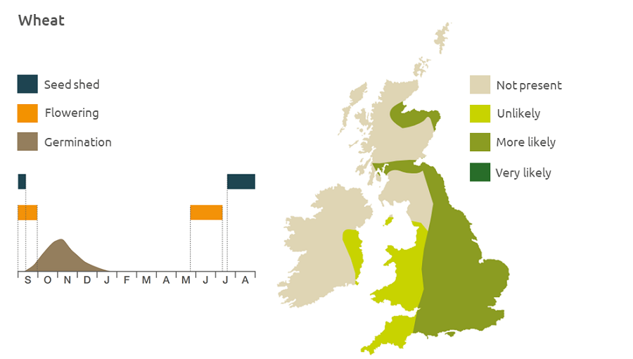 Wheat life cycle and UK distribution